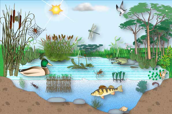 Biološka svojstva vode i životni uslovi