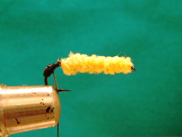 Yellow caddis larva 004