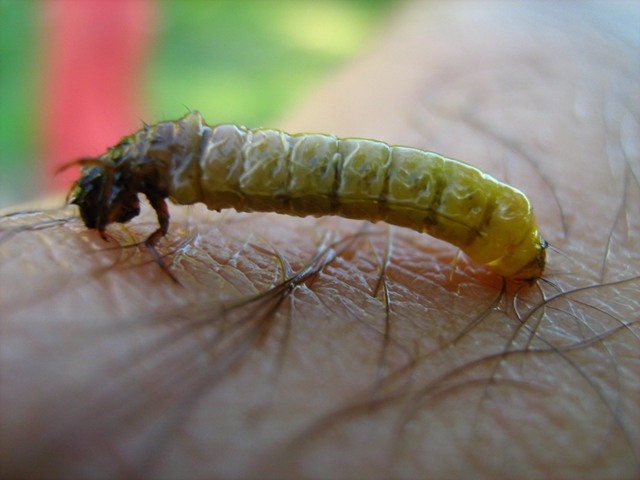 larva-kedisa-bogdanovic