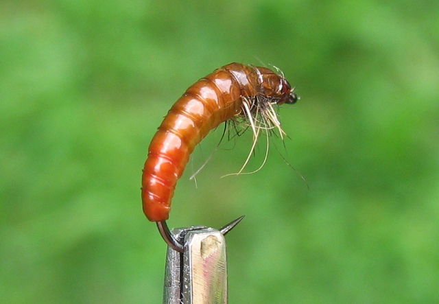 Larva tulara-19