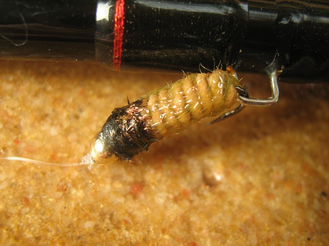 Light brown caddis larva 018