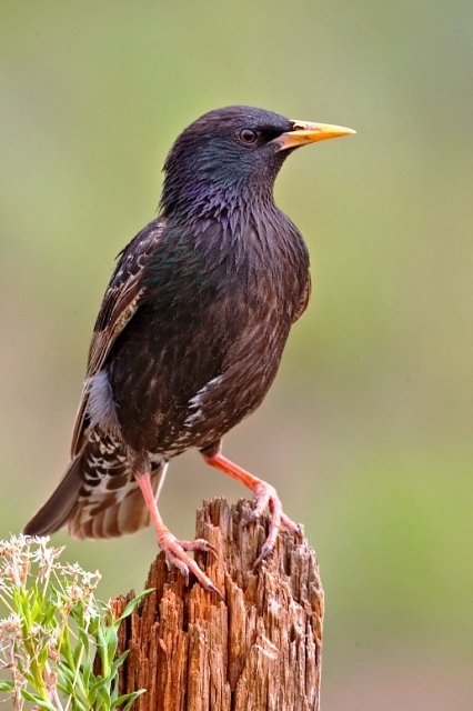 European Starling - cvorak web