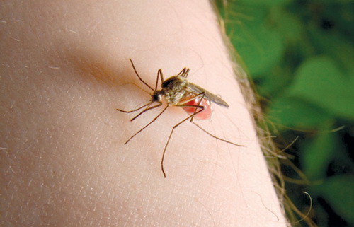 komarac na ruci