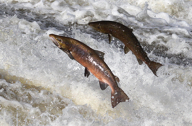 salmon-jumping