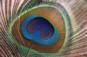 Close-up of Peacock Feather