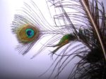 paunovo perje