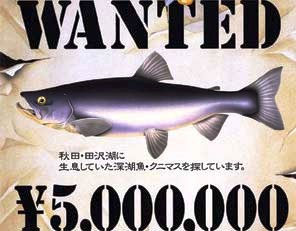 Japan: Pronađen izumrli losos