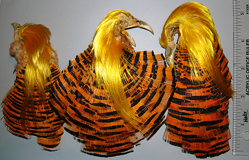 Golden_Pheasant_heads