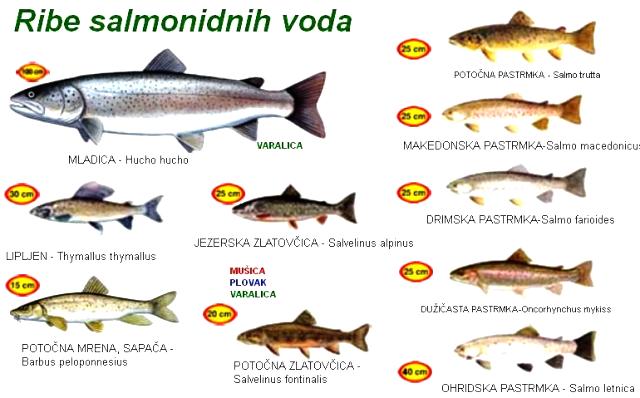 Ribe salmonidnih voda Srbije