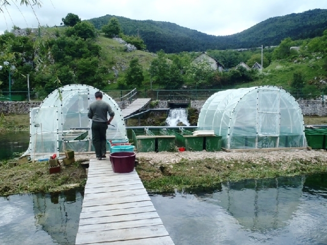 Hrvatski centar za autohtone vrste riba i rakova