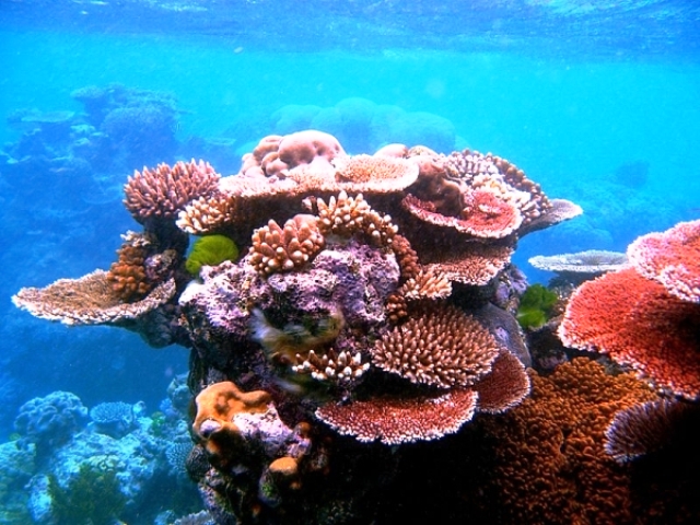 Koralni greben web
