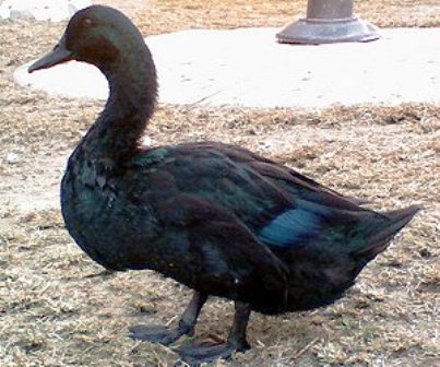 melanizam-patka