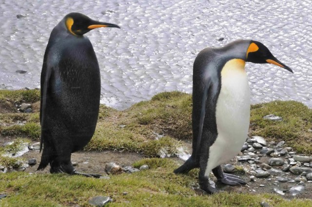 melanizam-pingvin