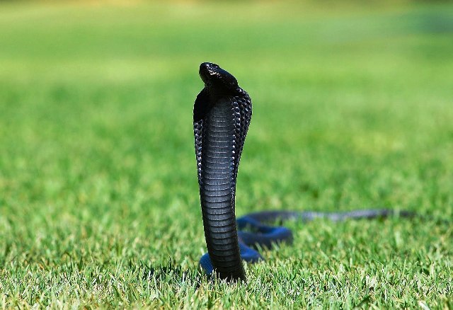 melanizam-zmija kobra