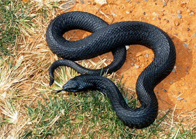 melanizam-zmija