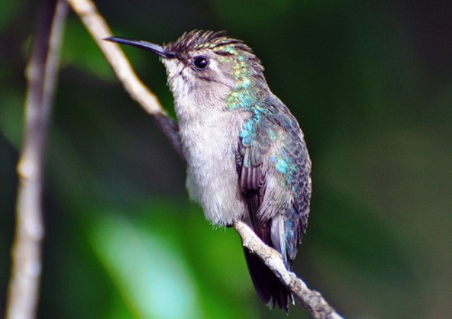 kolibri web