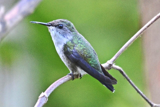 kolibri web2