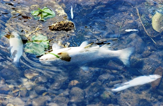 Zašto uginule ribe plutaju po površini vode okrenute naopako?