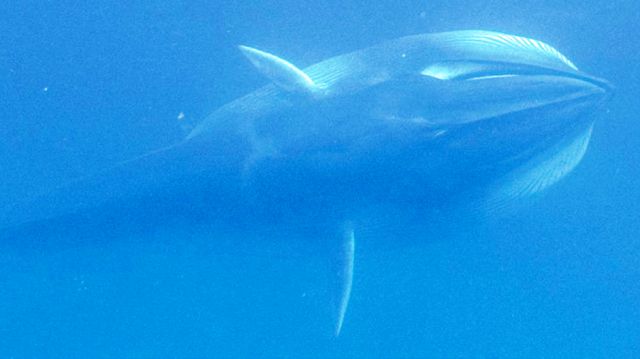 Snimljen najmisteriozniji kit na svetu – Omura