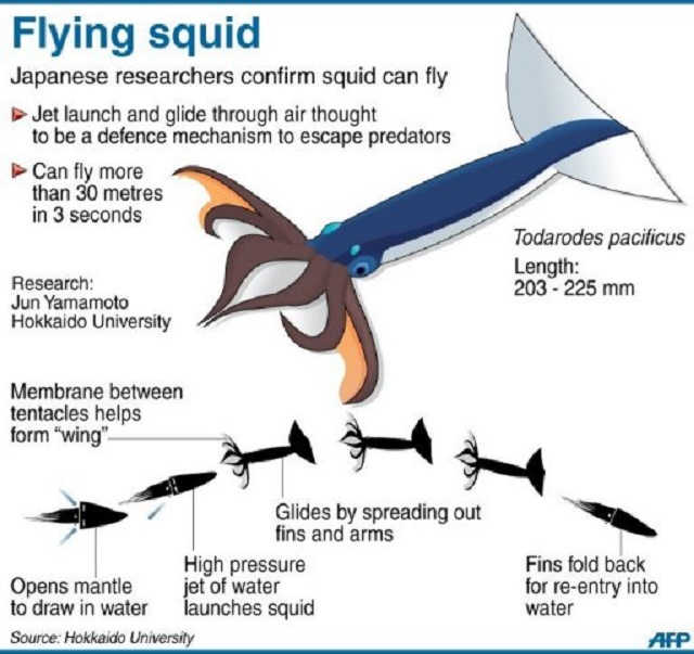 flyingsquid