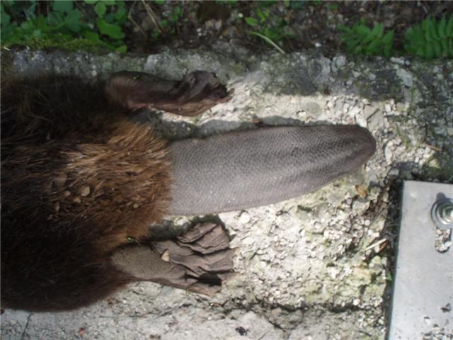 Unski Dabar List MUŠIČAR