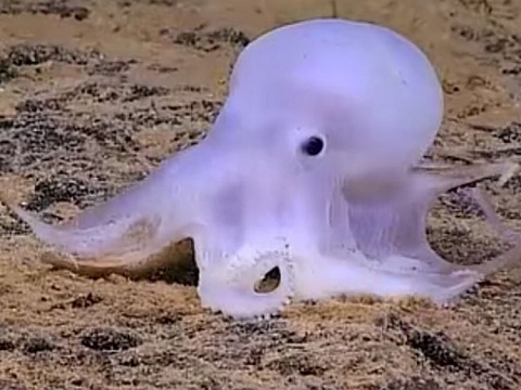 hobotnica-nova-vrsta-morski-svet-dobri-duh-kasper-foto-yt-1457628911-861151