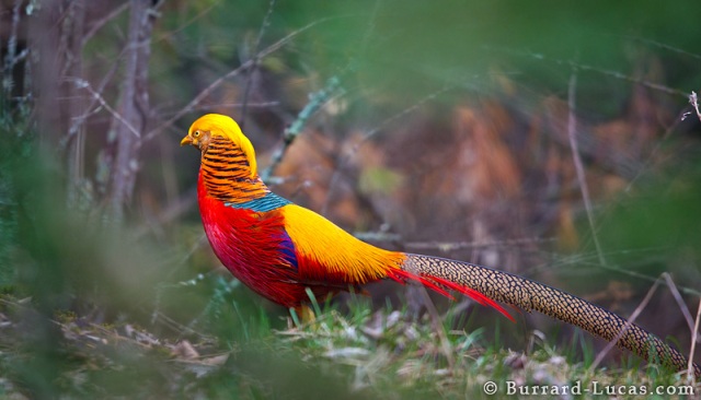 A Golden Pheasant or Chinese Pheasant. Qinling Mountains, China.