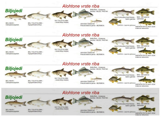 Alohtone vrste riba