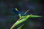 dragonfly-blue-winged-demoiselle-insect-close-thumb