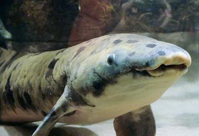 Uginula najstarija riba na svijetu u zatočeništvu
