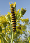 20120706_caterpillar