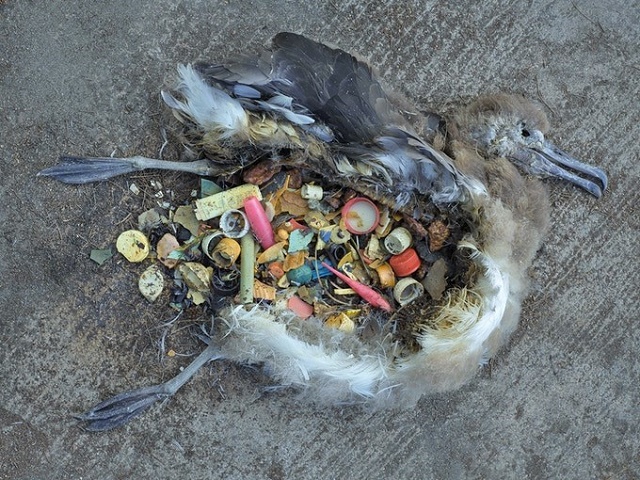 Ptice umiru od plastike koje su pojele