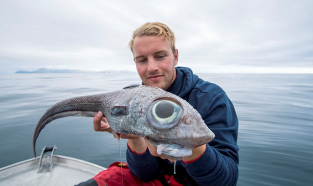 Norvežanin je ulovio neobičnu ribu vrste Himera