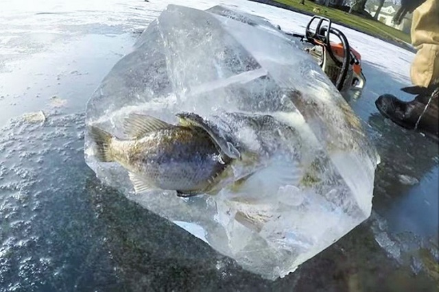 Ribolovci pronašli ribe zaleđene u trenutku napada na plen