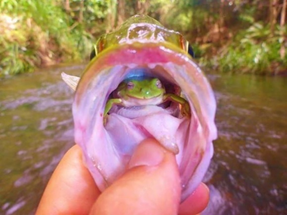 Upecao ribu i u njoj iznenađenje – žaba