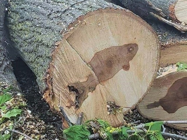Odsekli drvo i pojavila se slika ribe
