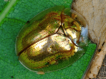 how-to-kill-golden-tortoise-beetles-safely-and-organically