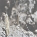 kedis u paukovoj mreži