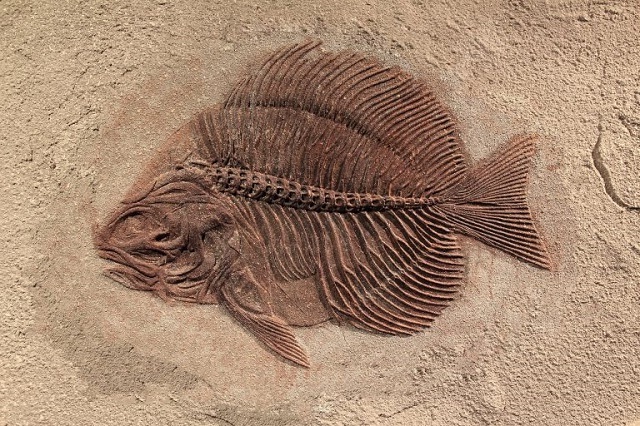 Pronađen fosil ribe u Meksiku