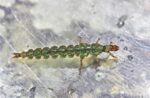 rhyachopila larva 2 web