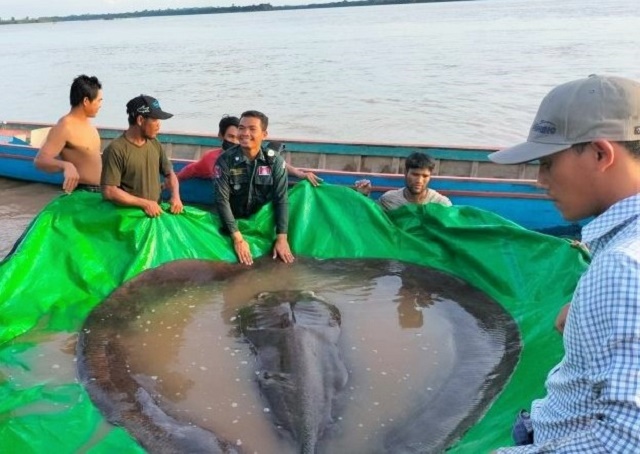 Najveća slatkovodna riba ulovljena u reci Mekong Kambodža