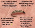 Cetinska larva 1