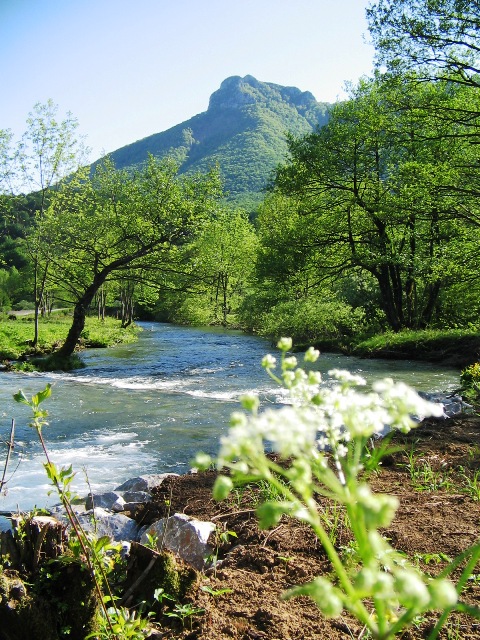 Vitunjcica krajolik web