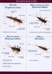 BUGS2 web
