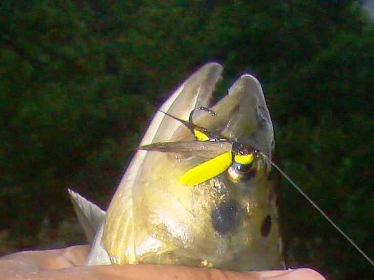 na-kamenjarku-mondini-macro