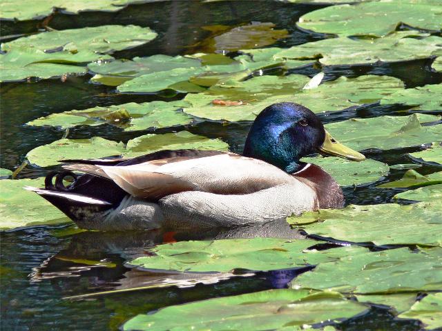 Duck-and-Lily-Pads