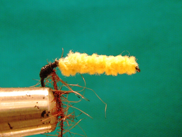 Yellow caddis larva 005