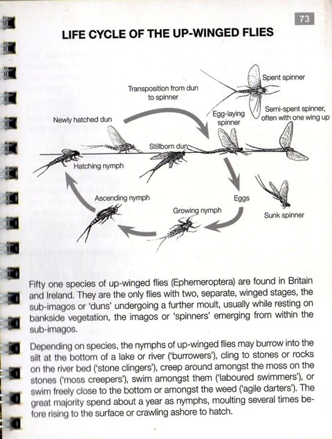 lapsli unutra4 web