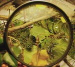 lipljanski-zalogaji-emerger