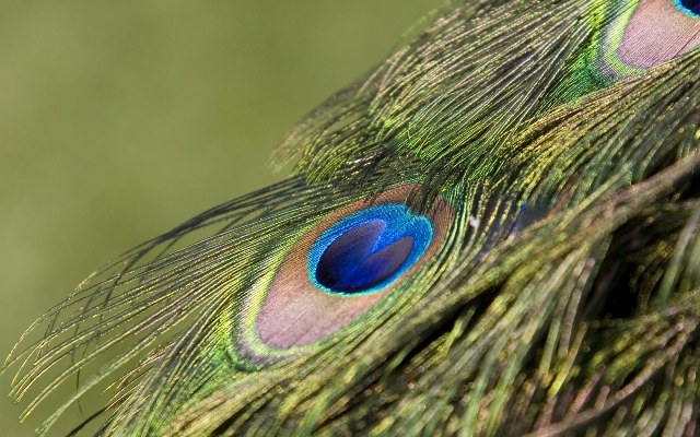 peacock-tail-feathers